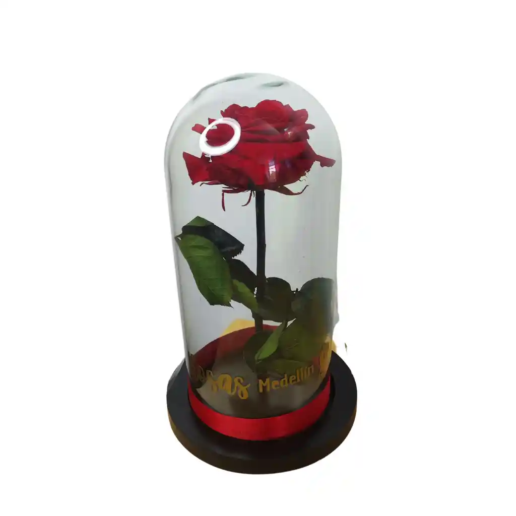 Rosa Preservada Premium Roja Rosa Eterna