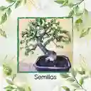 3 Semillas Orgánicas De Bonsái Búcaro