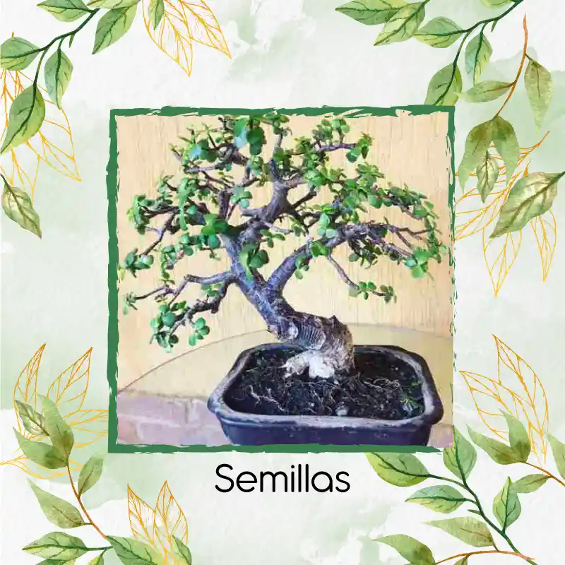 3 Semillas Orgánicas De Bonsái Búcaro