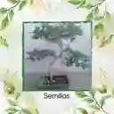 3 Semillas Orgánicas De Bonsái Búcaro