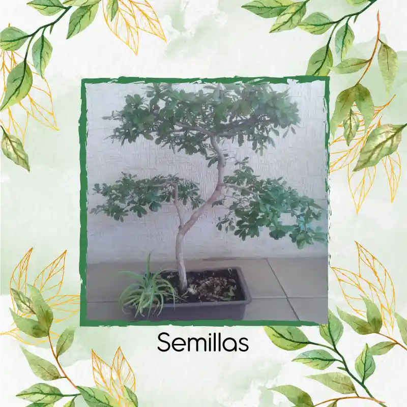 3 Semillas Orgánicas De Bonsái Búcaro