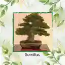 200 Semillas Orgánicas De Bonsái Caoba