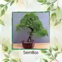 200 Semillas Orgánicas De Bonsái Caoba