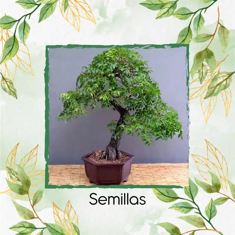 200 Semillas Orgánicas De Bonsái Caoba