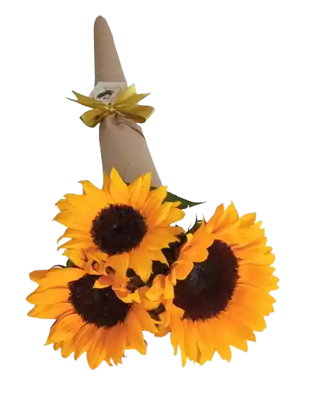 Cono De 3 Girasoles