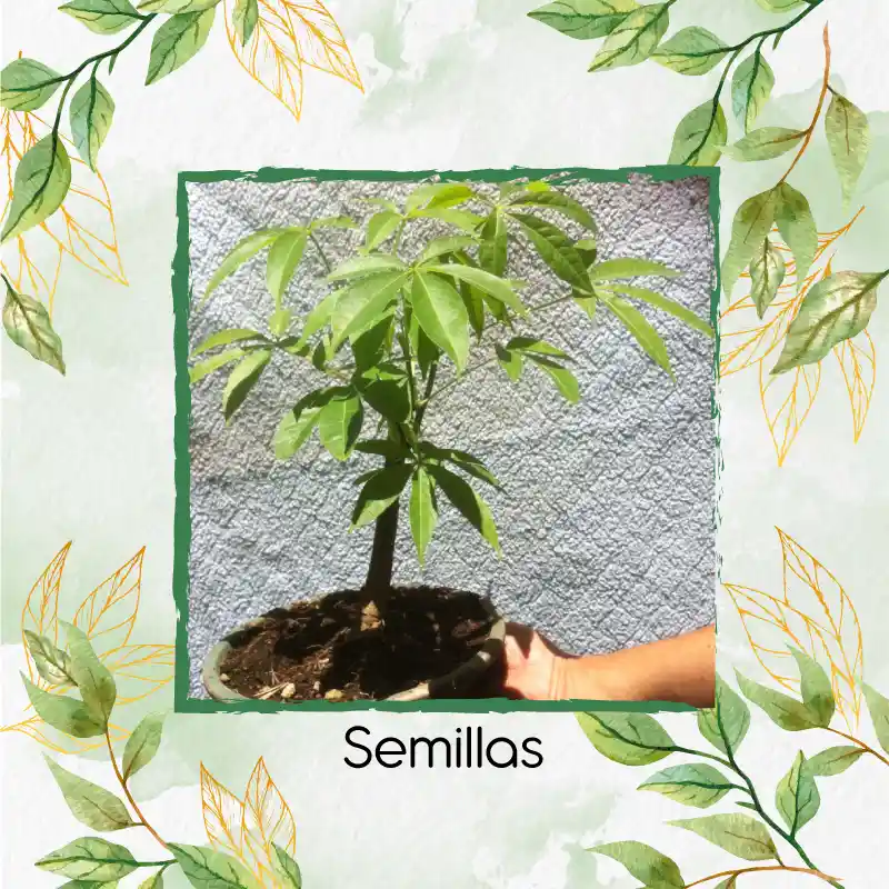 160 Semillas Orgánicas De Bonsái Ceiba Bonga