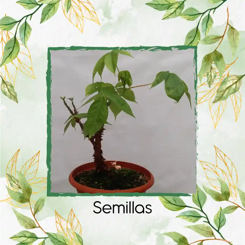 160 Semillas Orgánicas De Bonsái Ceiba Bonga