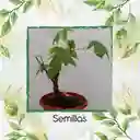 1.600 Semillas Orgánicas De Bonsái Ceiba Bonga