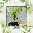 1.600 Semillas Orgánicas De Bonsái Ceiba Bonga