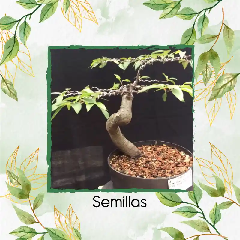 600 Semillas Orgánicas De Bonsái Cerezo Capulí