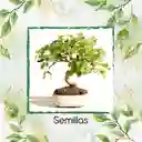 200 Semillas Orgánicas De Bonsái Dinde Mora