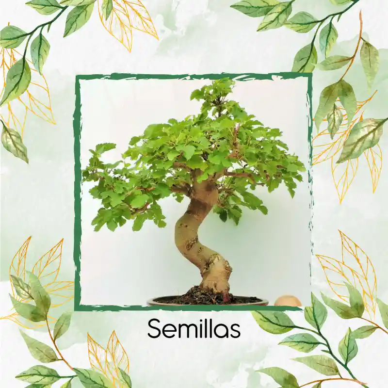 200 Semillas Orgánicas De Bonsái Dinde Mora