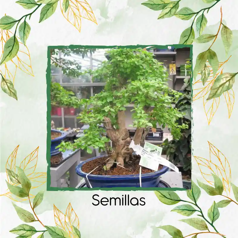 700 Semillas Orgánicas De Bonsái Espino