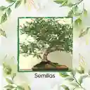 4.000 Semillas Orgánicas De Bonsái Eucalipto