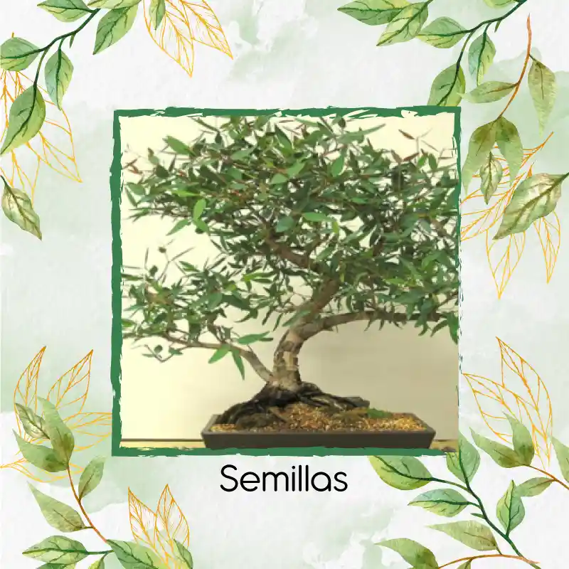 4.000 Semillas Orgánicas De Bonsái Eucalipto