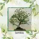 4.000 Semillas Orgánicas De Bonsái Eucalipto