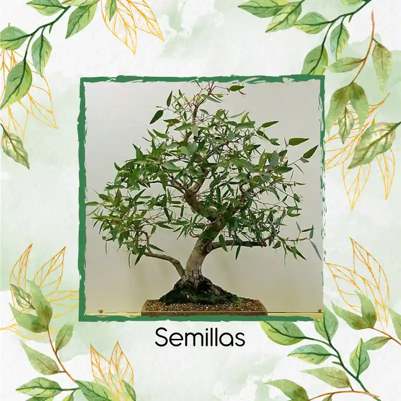 4.000 Semillas Orgánicas De Bonsái Eucalipto