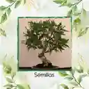 4.000 Semillas Orgánicas De Bonsái Eucalipto