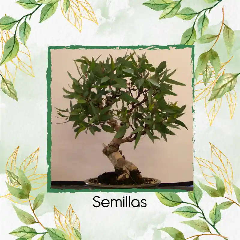 4.000 Semillas Orgánicas De Bonsái Eucalipto