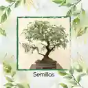 4.000 Semillas Orgánicas De Bonsái Eucalipto