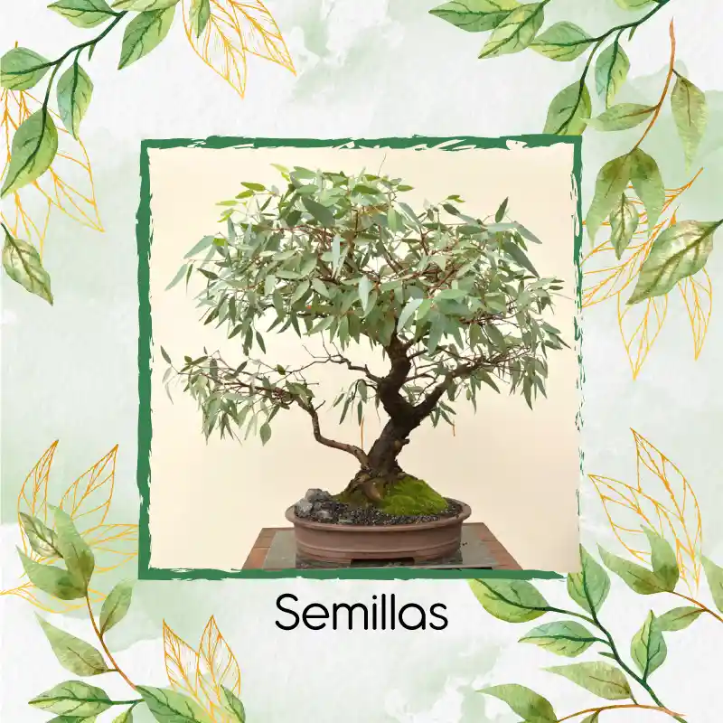 4.000 Semillas Orgánicas De Bonsái Eucalipto