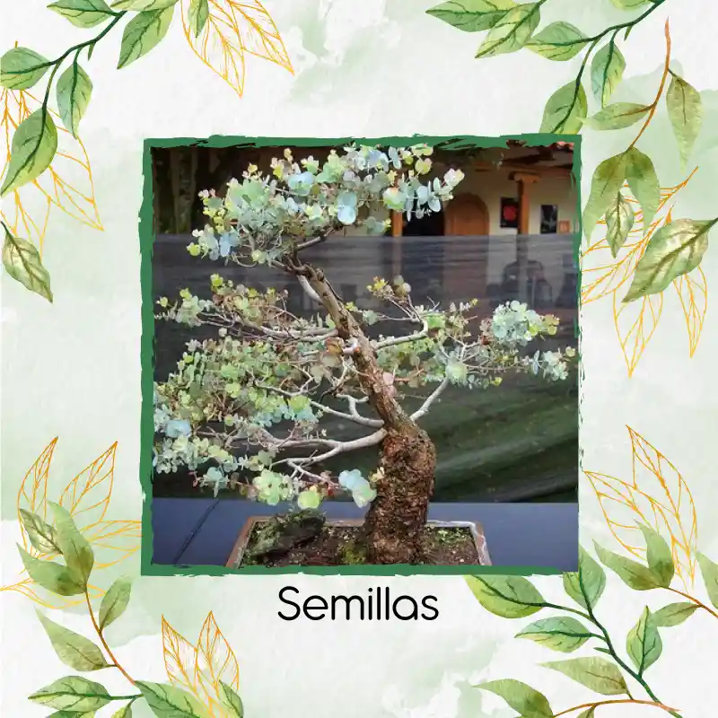 400 Semillas Orgánicas De Bonsái Eucalipto Cinérea