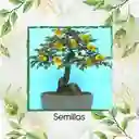 200 Semillas Orgánicas De Bonsái Guayacan Amarillo