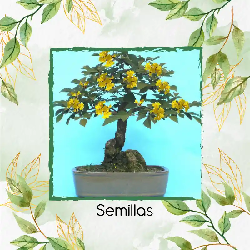 200 Semillas Orgánicas De Bonsái Guayacan Amarillo