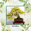 200 Semillas Orgánicas De Bonsái Guayacan Amarillo