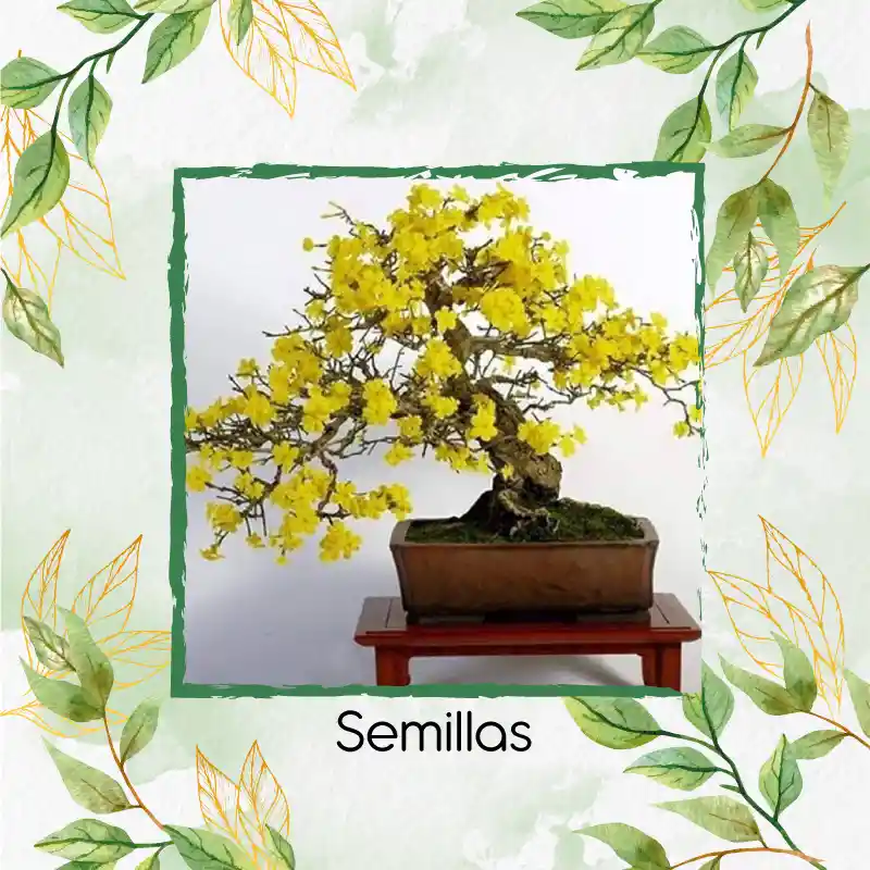 200 Semillas Orgánicas De Bonsái Guayacan Amarillo