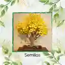 200 Semillas Orgánicas De Bonsái Guayacan Amarillo