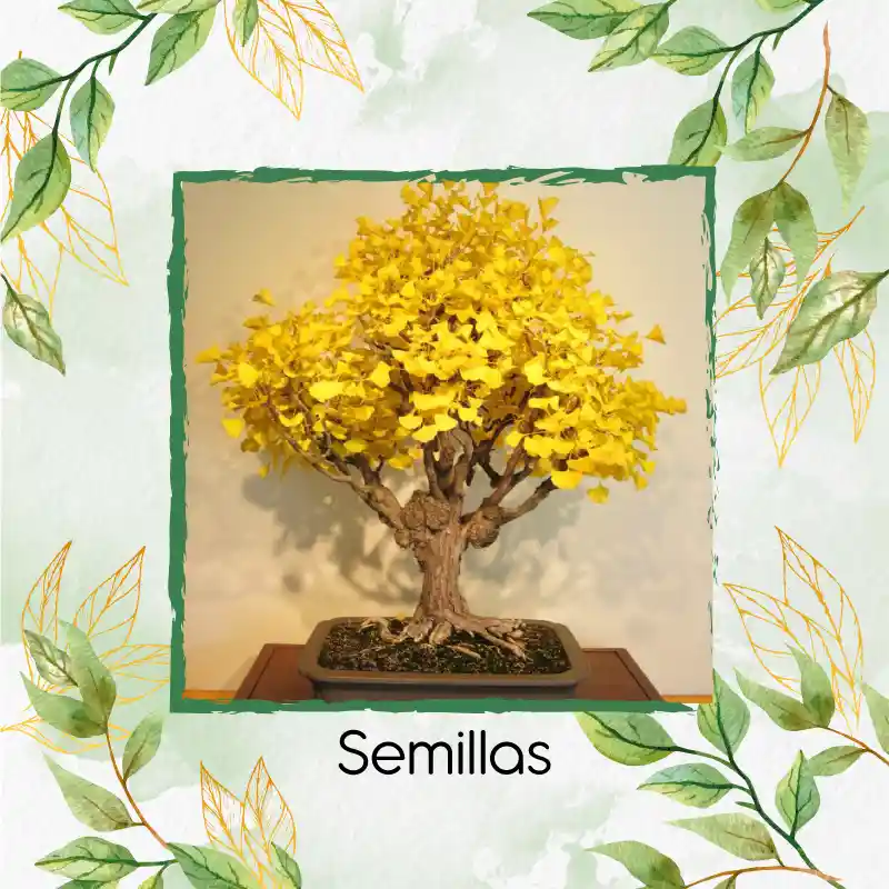 200 Semillas Orgánicas De Bonsái Guayacan Amarillo