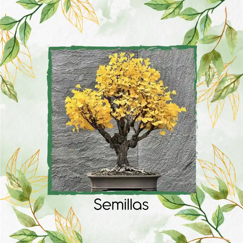 200 Semillas Orgánicas De Bonsái Guayacan Amarillo