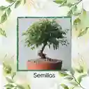 4.000 Semillas Orgánicas De Bonsái Guayacán De Manizales