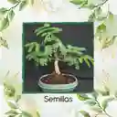 200 Semillas Orgánicas De Bonsái Leucaena