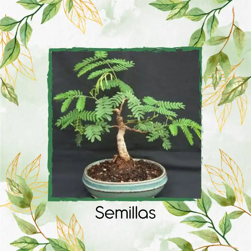 200 Semillas Orgánicas De Bonsái Leucaena