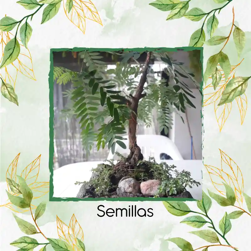 200 Semillas Orgánicas De Bonsái Leucaena