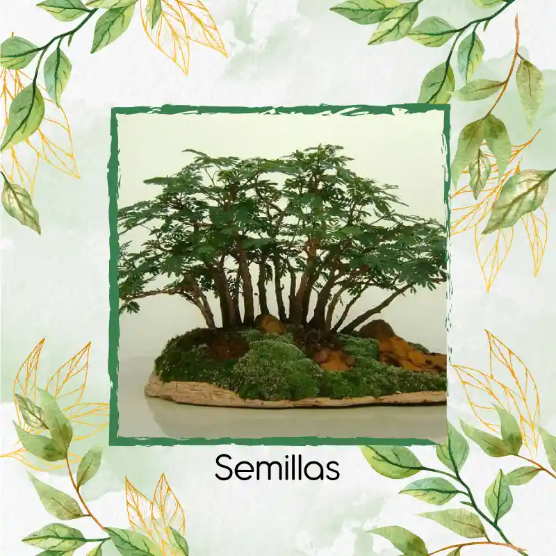 200 Semillas Orgánicas De Bonsái Leucaena
