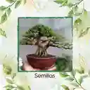 25 Semillas Orgánicas De Bonsái Melina