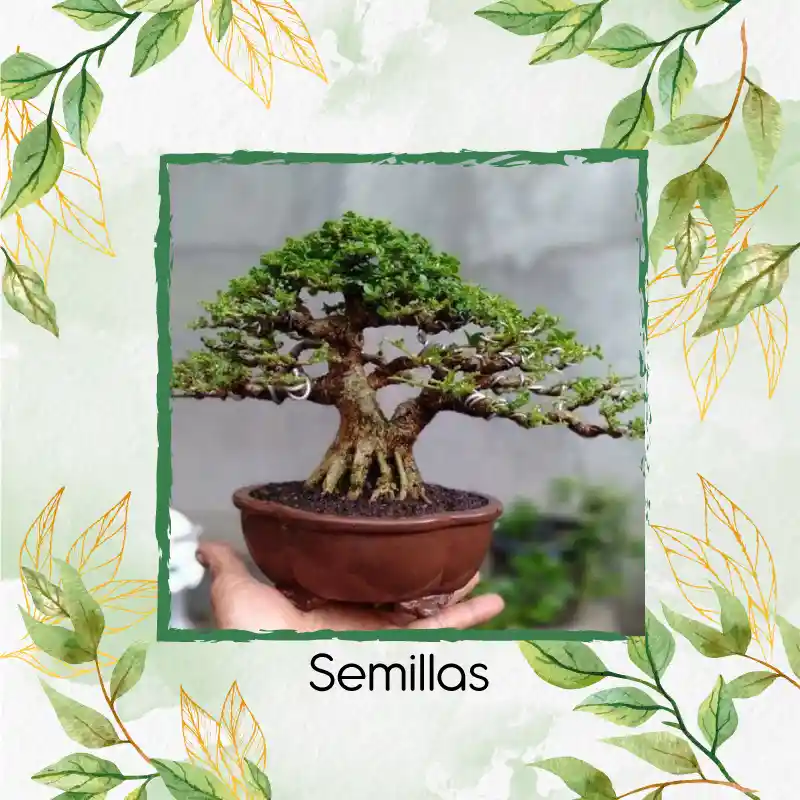 25 Semillas Orgánicas De Bonsái Melina