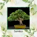 25 Semillas Orgánicas De Bonsái Melina