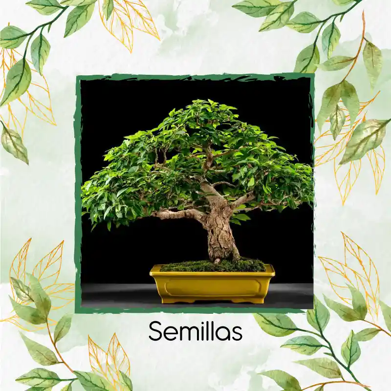 25 Semillas Orgánicas De Bonsái Melina