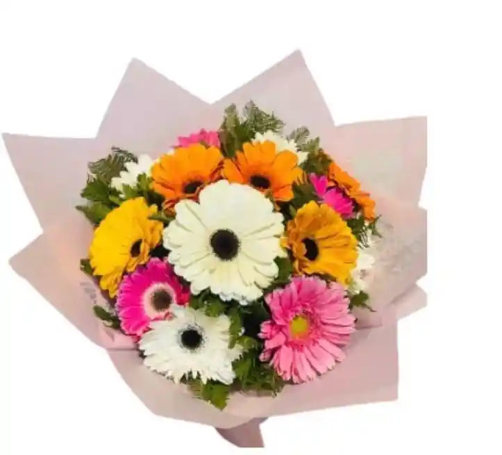 Gerberas