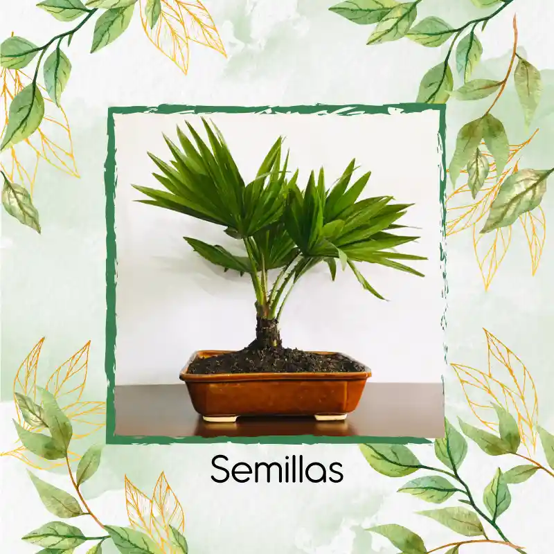 150 Semillas Orgánicas De Bonsái Palma Abanico