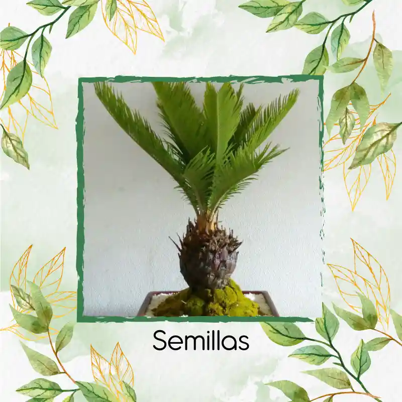 3 Semillas Orgánicas De Bonsái Palma Canariensis