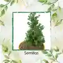 800 Semillas Orgánicas De Bonsái Pino Oocarpa