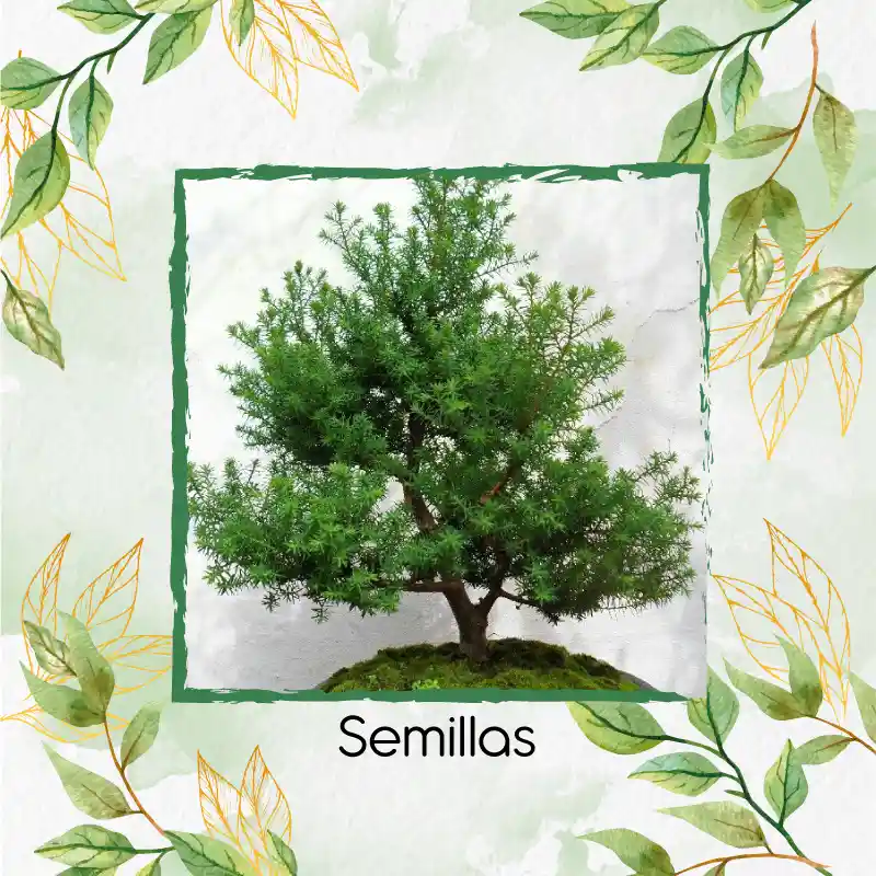 800 Semillas Orgánicas De Bonsái Pino Oocarpa