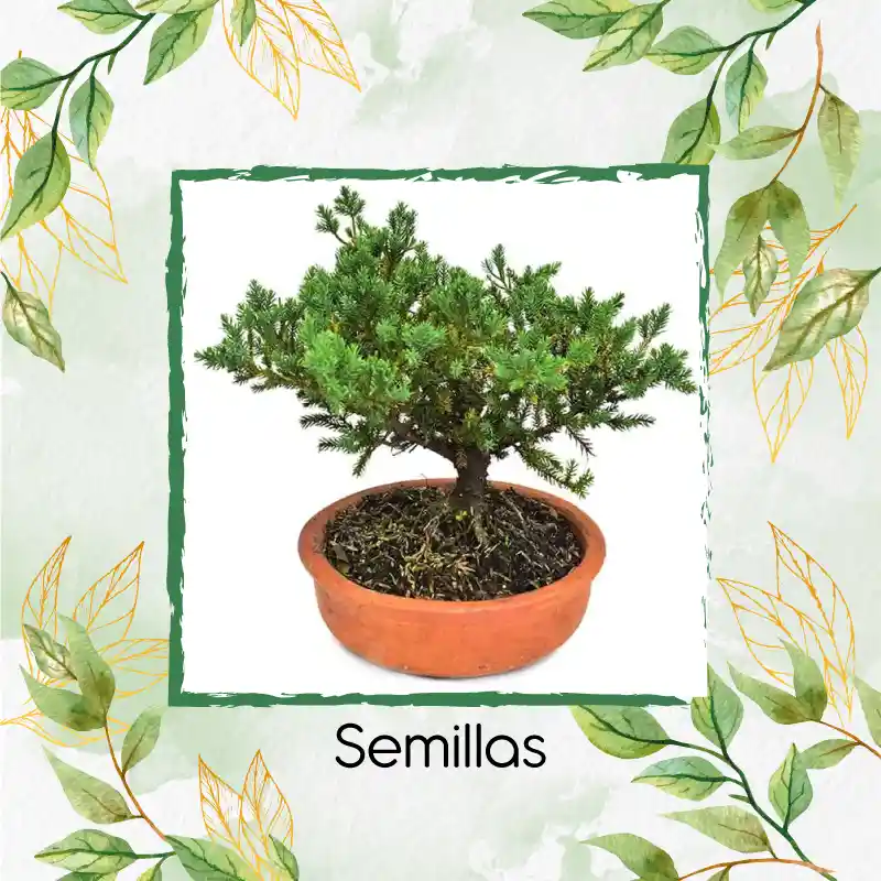 800 Semillas Orgánicas De Bonsái Pino Oocarpa