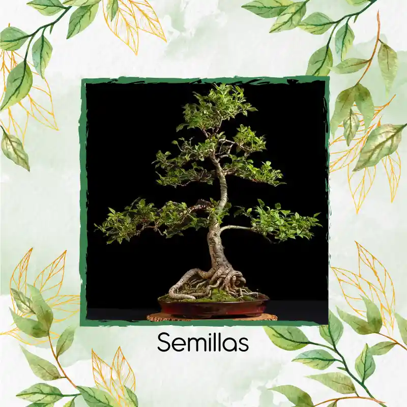 50 Semillas Orgánicas De Bonsái Urapan