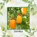 60 Semillas Orgánicas De Fruta Curuba
